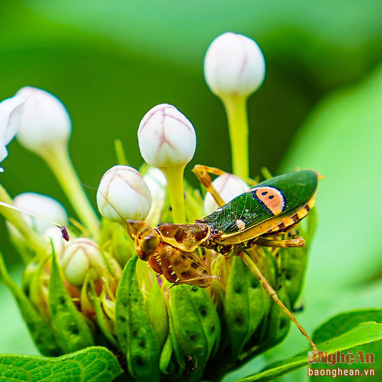 Bọ ngựa trên một bông hoa.