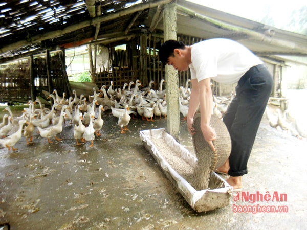 Cơ sở chăn nuôi của ông Nguyễn Văn Tuấn, xã Hưng Tân (Hưng Nguyên)