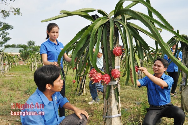 Đoàn viên thanh niên tham quan mô hình trồng thanh long ruột đỏ của anh Nguyễn Cảnh Phương (xã Thanh Phong, huyện Thanh Chương). Ảnh: Đình Hà