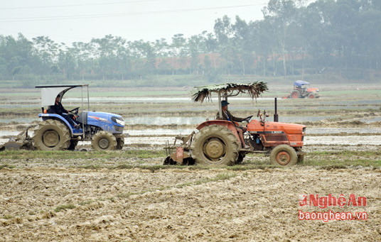 Xã Thanh Phong, huyện Thanh Chương có nhiều diện tích thường bị ngập úng, nên bà con nông dân làm đất để cấy sớm hơn lịch thời vụ của huyện.
