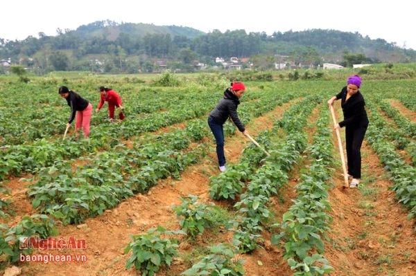 Sản xuất nông nghiệp còn nặng thủ công- Ảnh minh họa