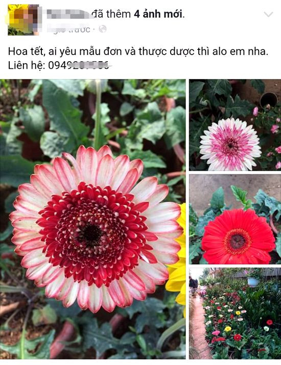 Hình ảnh giới thiệu hoa tươi của một trang facebook