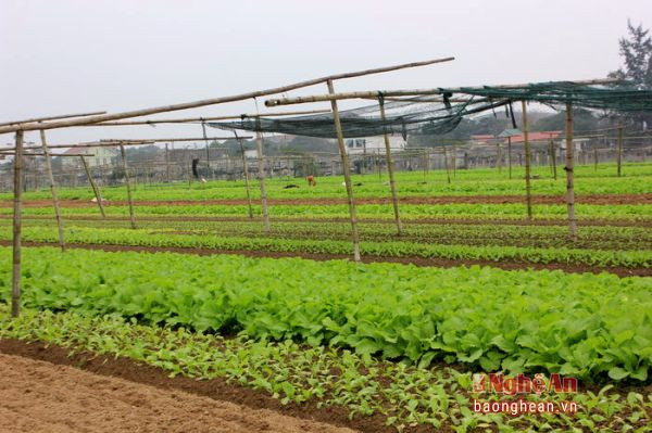 Vinh Xuân và Đông Vinh là hai làng trồng rau nhiều nhất của xã Hưng Đông, đồng thời là những vựa cung cấp rau lớn nhất cho người dân thành phố Vinh trong nhiều năm gần đây.