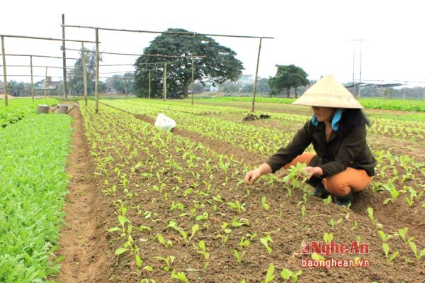 Một người dân xóm 2, xã Nghi Liên, thành phố Vinh đang cấy đợt rau cải mới để bán Tết. Theo người dân này cho biết, nếu từ giờ đến Tết thời tiết nắng ấm rau sẽ phát triển kịp bán Tết, ngược lại nếu trời giá rét thì rau phát triển muộn hơn, sau Tết mới thu hoạch được.