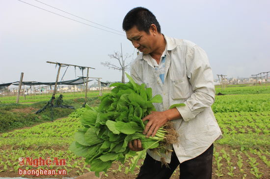 Rau cải