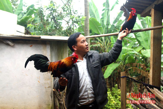 Gà là 1 vật nuôi thân thuộc với người dân vùng cao xứ Nghệ. Trong các loại gà, họ đặc biệt thích chơi gà rừng lai.