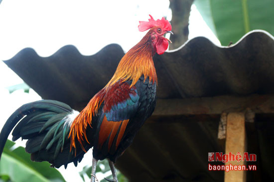 Một chú gà rừng lai đẹp có thể có giá từ 3-4 triệu đồng.