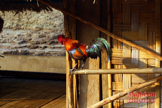 Với người dân chài ở sông Nậm Nơn, gà được đem theo lên thuyền để báo thức cho những đêm cất lưới đánh cá.
