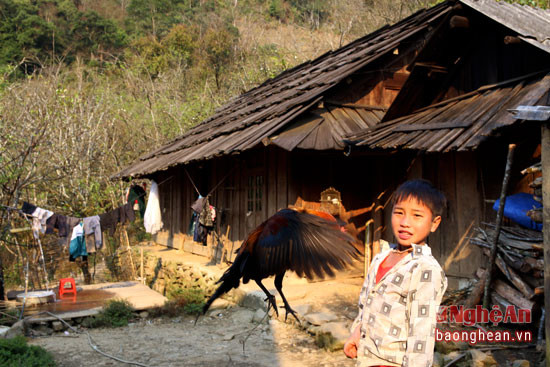 Trẻ em người Mông tập luyện cho gà rừng lai.