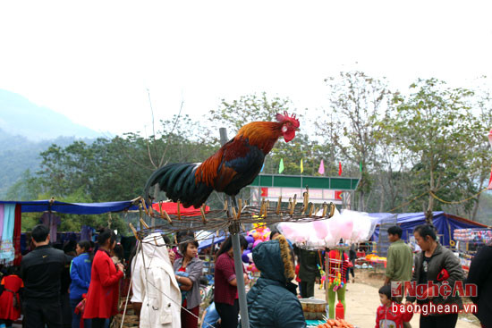 Một chú gà rừng lai được đem đến ngày hội ở vùng cao.