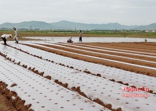  Lạc vụ xuân Diễn Châu đều được bà con nông dân phủ ni lon.