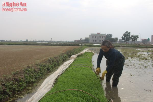 Nông dân huyện Quỳnh Lưu ra đồng chăm sóc mạ.
