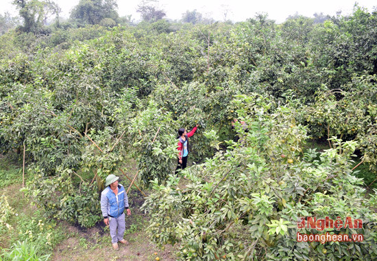 Vườn quýt PQ của anh Đậu Tiến Sỹ có hơn 200 cây, trong đó có 120 đã cho quả, mỗi năm thu về khoảng 200 triệu đồng.