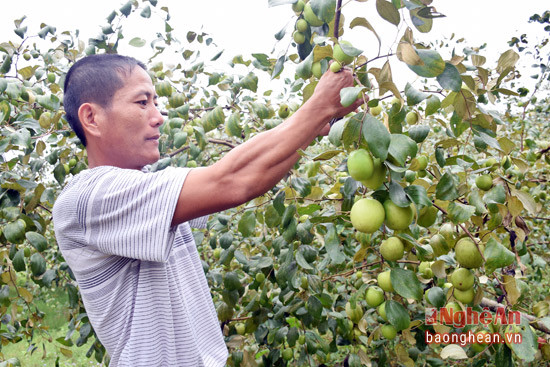 Vườn táo của gia đình anh Hồ Bá Tùng đã bắt đầu chín từ đầu tháng chạp, dự kiến dịp tết này gia đình cung ứng cho thị trường khoảng 5 tạ táo quả, giá bán tại vườn 1 kg từ 25.000 - 30.000 đồng.