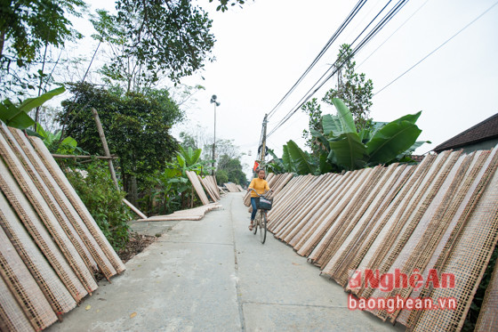 Đến với làng Yên Tiên, Lưu Sơn, Đô Lương, không khó để bắt gặp những hàng dài 