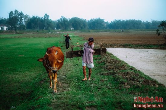 Công việc cày bừa trong buổi sáng sớm đã hoàn thành, ông bà trở về để chuẩn bị cho các công việc khác hằng ngày ở nhà.