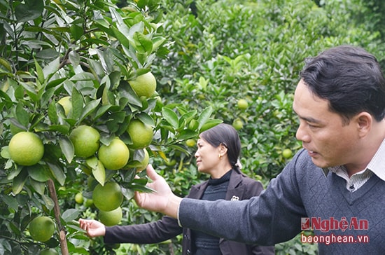 Cam Bãi Phủ ở Đỉnh Sơn đã khẳng đinh thương hiệu trên thị trường trong và ngoại tỉnh