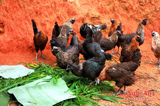 Gà đen là loại thực phẩm ngon được nhiều người săn lùng. Loại gà này chủ yếu được thả rông trên các bản làng của người Mông, Khơ Mú, Thái.