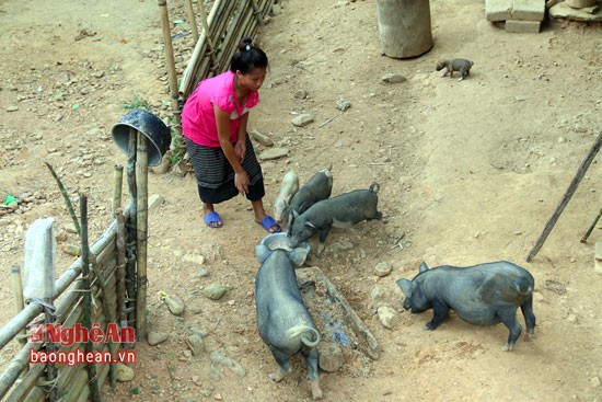 Lợn đen thả rông của người Khơ Mú nổi tiếng thơm ngon ngày Tết có giá từ 100-120 nghìn đồng/kg.