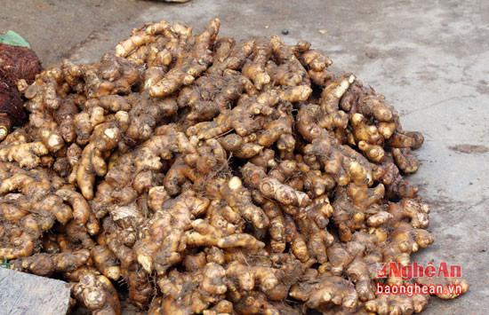 Gừng được trồng nhiều ở các xã Na Ngoi, Mường Lống (Kỳ Sơn) với giá rẻ bất ngờ từ 7-10 nghìn đồng/kg.