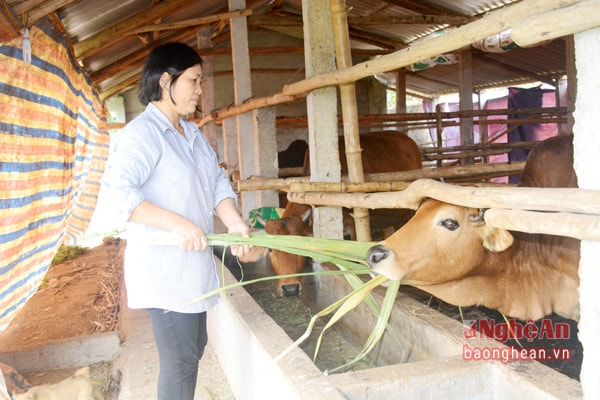Chị Nguyễn Thị Châu (xóm Phú Lộc, xã Nghĩa Phú, Nghĩa Đàn) chăm sóc đàn bò của gia đình.