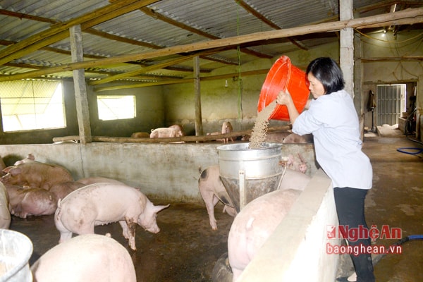 Chị Nguyễn Thị Châu chăm sóc đàn lợn của gia đình.