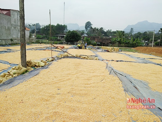 rên địa bàn huyện Anh Sơn hiện có trên 20 cơ sở thu mua ngô lớn tập trung ở các xã Đỉnh Sơn, Cẩm Sơn, Tường Sơn