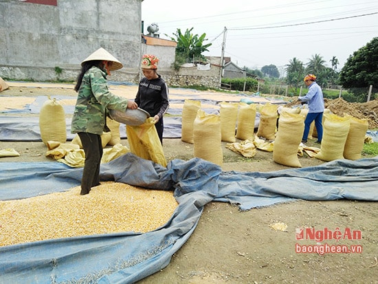 vào mùa vụ mỗi ngày gia đình chị Nguyễn Thị Yến thôn Hạ Du xã Cẩm Sơn ít thì gia đình chị nhập khoảng 25 tấn ngô, nhiều thì trên 100 tấn.