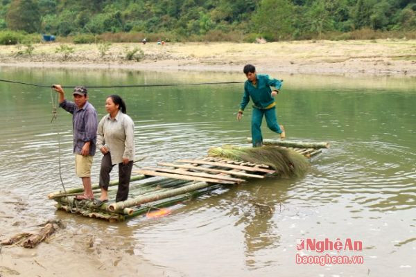 Vào mùa này người dân các huyện miền Tây xứ Nghệ thường vào rừng chặt gốc cây đót để tìm sâu chít. 