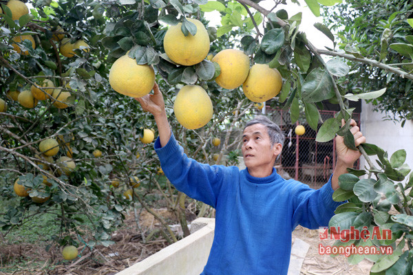 Ông Đào Xuân Bảy (xã  Giang Sơn , Đô Lương) đang thu hái bưởi.