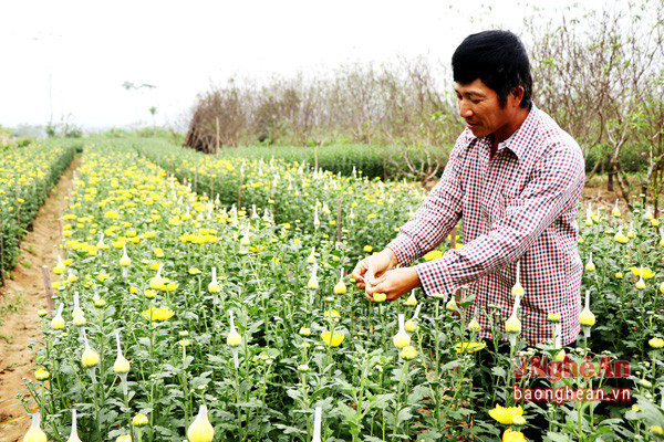 Anh Nguyễn Văn Đức (xã Nghĩa hòa, Thái Hòa) chăm sóc vườn hoa cúc của gia đình.