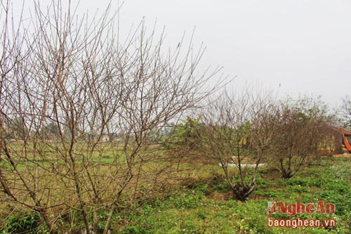 Vườn đào gần 400 gốc của gia đình anh Lê Văn Luận ở xóm 2, xã Quỳnh Thắng (Quỳnh Lưu).