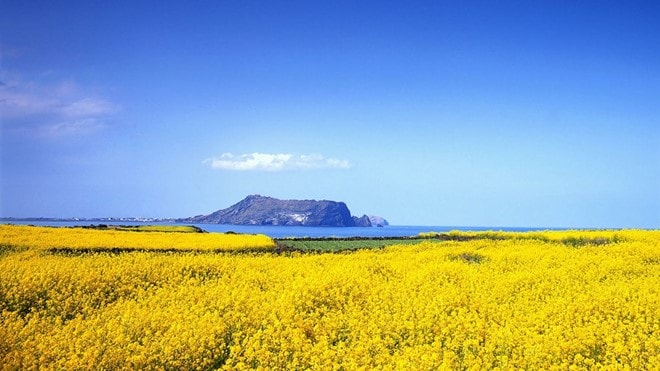 Đảo Jeju có thiên nhiên hoang sơ, người địa phương thân thiện, hiếu khách, cùng hàng loạt điểm đến, hoạt động hấp dẫn.    Ảnh: Cheapvacationholiday. 
