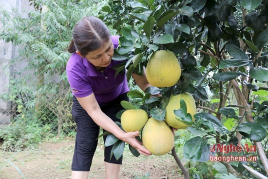 Bưởi Diễn cũng là loại trái cây hút khách dịp tết. Bưởi Diễn bán ở chợ quê với giá  từ 30-50 nghìn đồng/quả