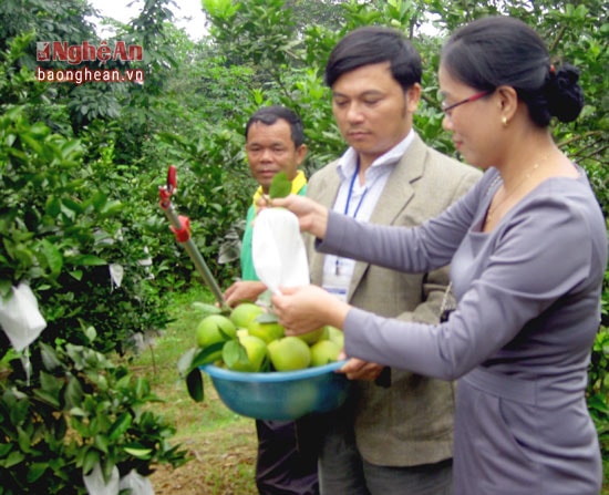 Đến mùa thu hoạch, cam bọc túi được đánh giá chất lượng cao, tránh được dư lượng thuốc bảo vệ thực vật.