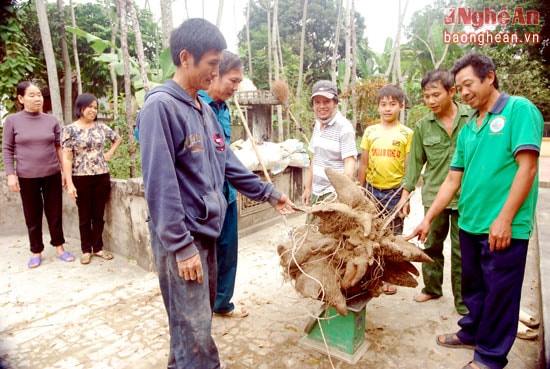 Nhiều người đến xem cụ khoai hình đầu rồng của gia đình ông Bắc.