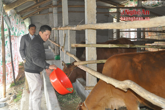 Trang trại bò và nuôi lợn siêu nạc của ông Hoàng Thế Anh ở xóm Phú Lộc. Với công suất hàng trăm con lợn thịt mỗi năm, doanh thu trang trại lên tới 1,2 tỷ đồng; giải quyết việc làm cho 3-5 lao động