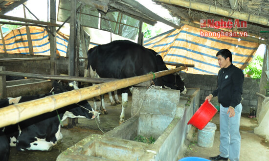 Mô hình gia trại chăn nuôi bò sữa của anh Ngô Sĩ Diện ở xóm Phú Tiến. Mặc dù mới nuôi từ năm 2015 nhưng đến nay gia trại đã có 12 con, trong đó 7 con cho 1.200 lít sữa, tương đương với thu hoạch 16,8 triệu đồng mỗi ngày là 2 mô hình nuôi bò sữa đầu tiên của xã Nghĩa Phú. 