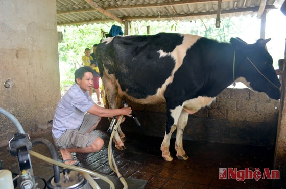 Mô hình chăn nuôi bò sữa áp dụng quy trình VietGAP của anh Trần Trung Hường ở xóm 7, xã Quỳnh Thắng (Quỳnh Lưu).