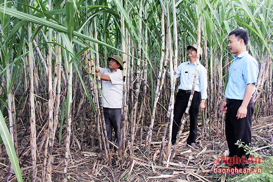Mía sản xuất theo cánh đồng mẫu lớn ở huyện Tân Kỳ đạt 100 tấn/ha. Ảnh: Châu Lan