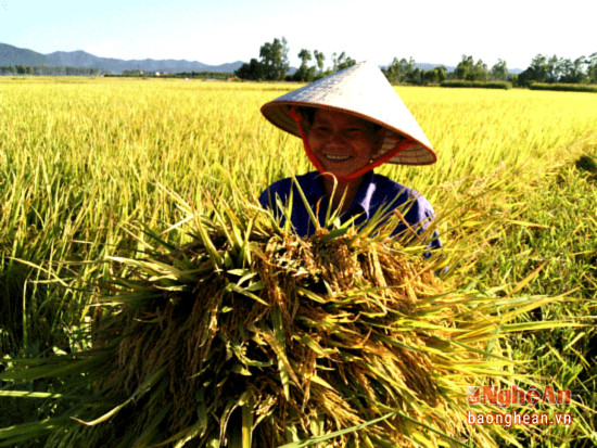 Cánh đồng lúa một giống hiệu quả cao ở huyện Diễn Châu. Ảnh: Mai Sao