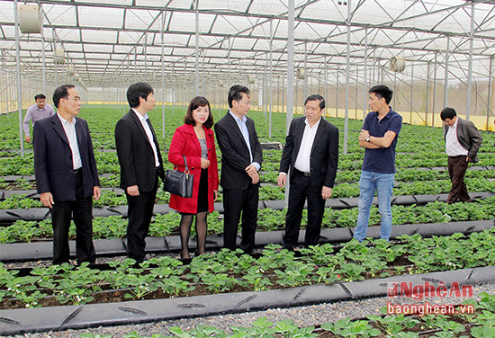 Đoàn công tác Trung ương Hội Nông dân Việt Nam thăm trang trại rau sạch của tập đoàn TH.
