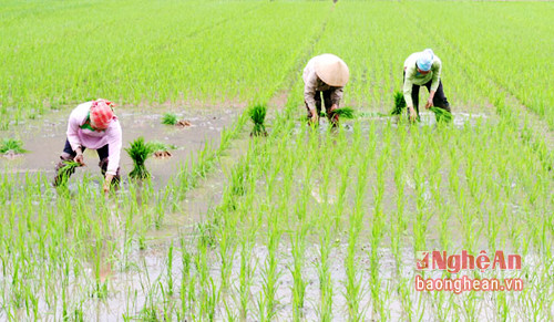 Người dân Quỳnh Lưu gieo cấy trước lịch thời vụ