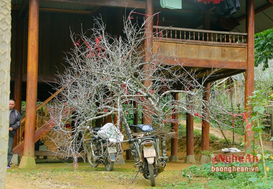 Mùa đào Tết thường bắt đầu từ trung tuần tháng chạp âm lich và kéo dài đến khoảng 28, 29 tết. Đây là dịp kiếm thêm thu nhập mà mỗi năm chỉ có một lần của cư dân vùng biên giới.