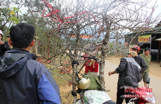 Những năm gần đây, các bản làng vùng cao đang dần khan hiếm đào, người dân phải sang Lào tìm mua. Anh Trần Văn Vĩnh, xã Châu Tiến huyện Quỳ Châu (Nghệ An) cho biết trong lần đầu tiên buôn đào tết đã phải lặn lội tới những bản làng người Mông, người Thái ở Hủa Phăn (Lào) rồi đưa về theo đường tiểu ngạch. Mỗi chuyến đi thường kéo dài từ 4, 5 ngày.