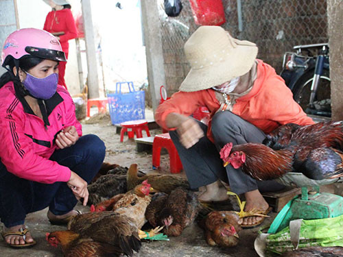 Cấm bán gà vịt sống, cấm giết mổ gia cầm tại chợ?