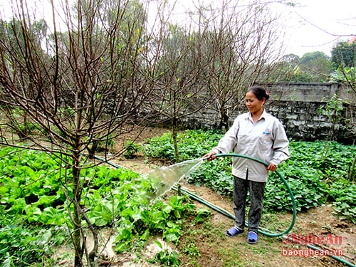 Chị Phạm Thị Liễu, xã Nghi Ân chăm sóc đào Tết đã được khách đặt cọc