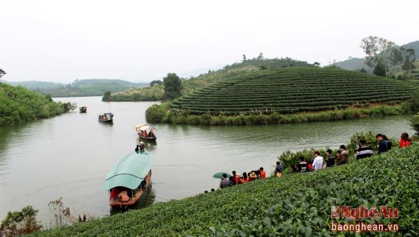 Đảo chè Thanh An (Thanh Chương) một điểm đến hấp dẫn du khách trong dịp Tết. Ảnh: Huy Thư