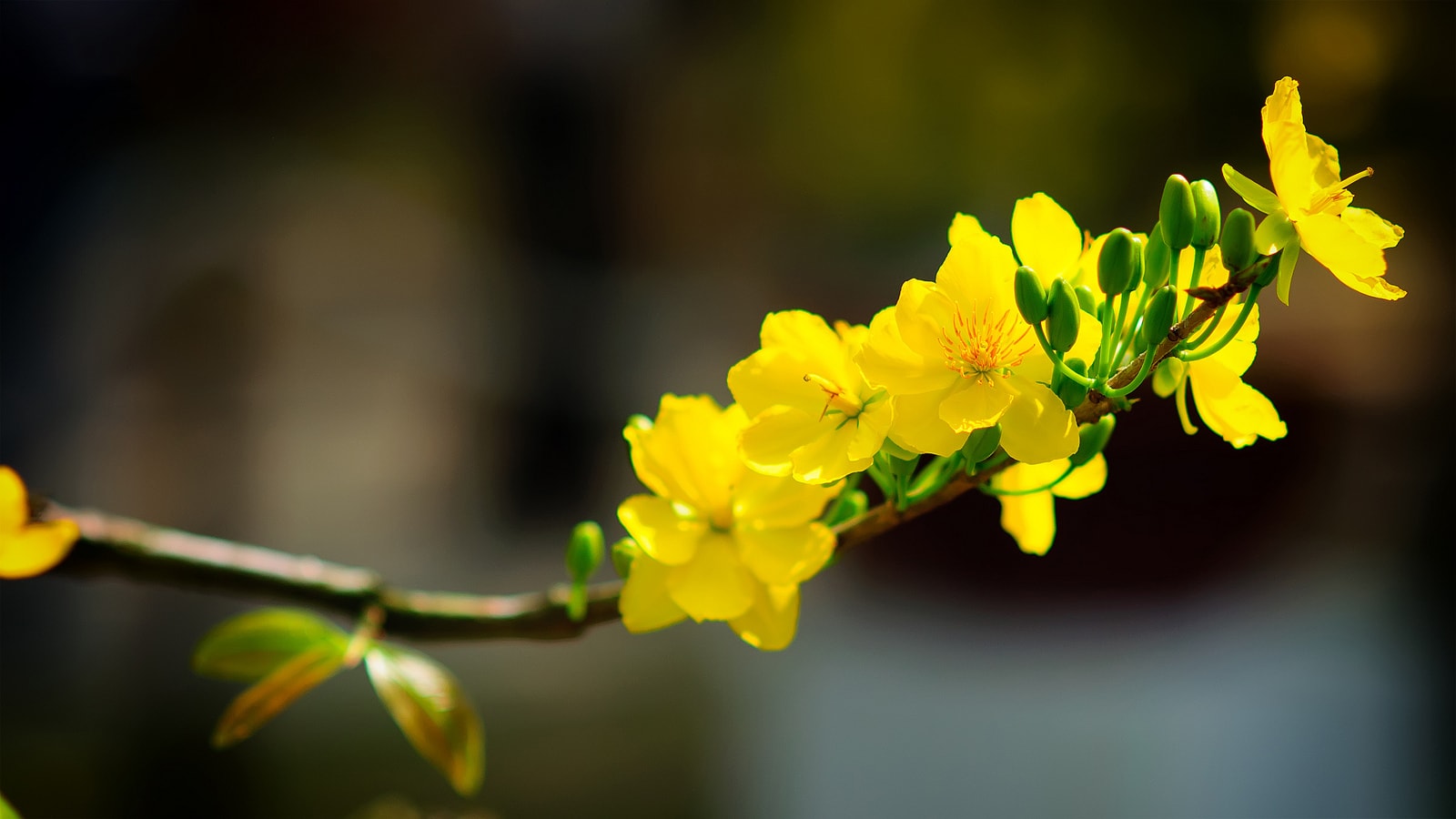 Màu vàng của hoa mai tượng trưng cho sự thịnh vượng, phát triển. Theo quan niệm của người xưa, hoa mai nở vào ngày Tết sẽ đem lại may mắn, sức khỏe dồi dào, làm ăn phát đạt, tấn lộc tấn tài.
