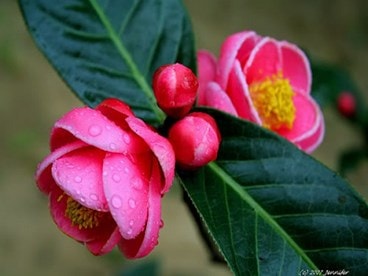 6. Hoa hải đường Hoa hải đường là loài hoa tượng trưng cho mùa xuân. Trong phong thủy, loài hoa này mang lại phú quý, làm ăn tấn tới, may mắn cho gia đình. Ngoài ra, hoa hải đường còn tượng trưng có tình cảm anh em hòa hợp, cuộc sống vui vậy và tình bạn thân thiết.